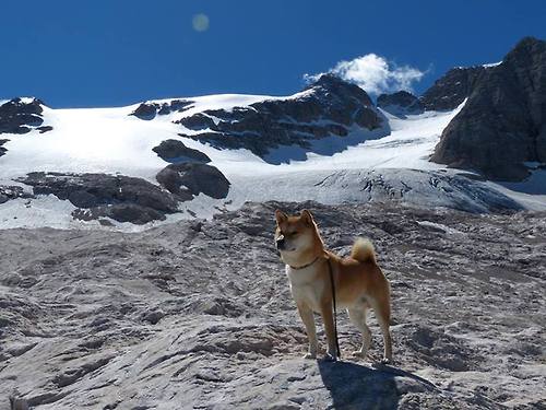 外援表现两极分化本土球员扛起更多责任，外援比例