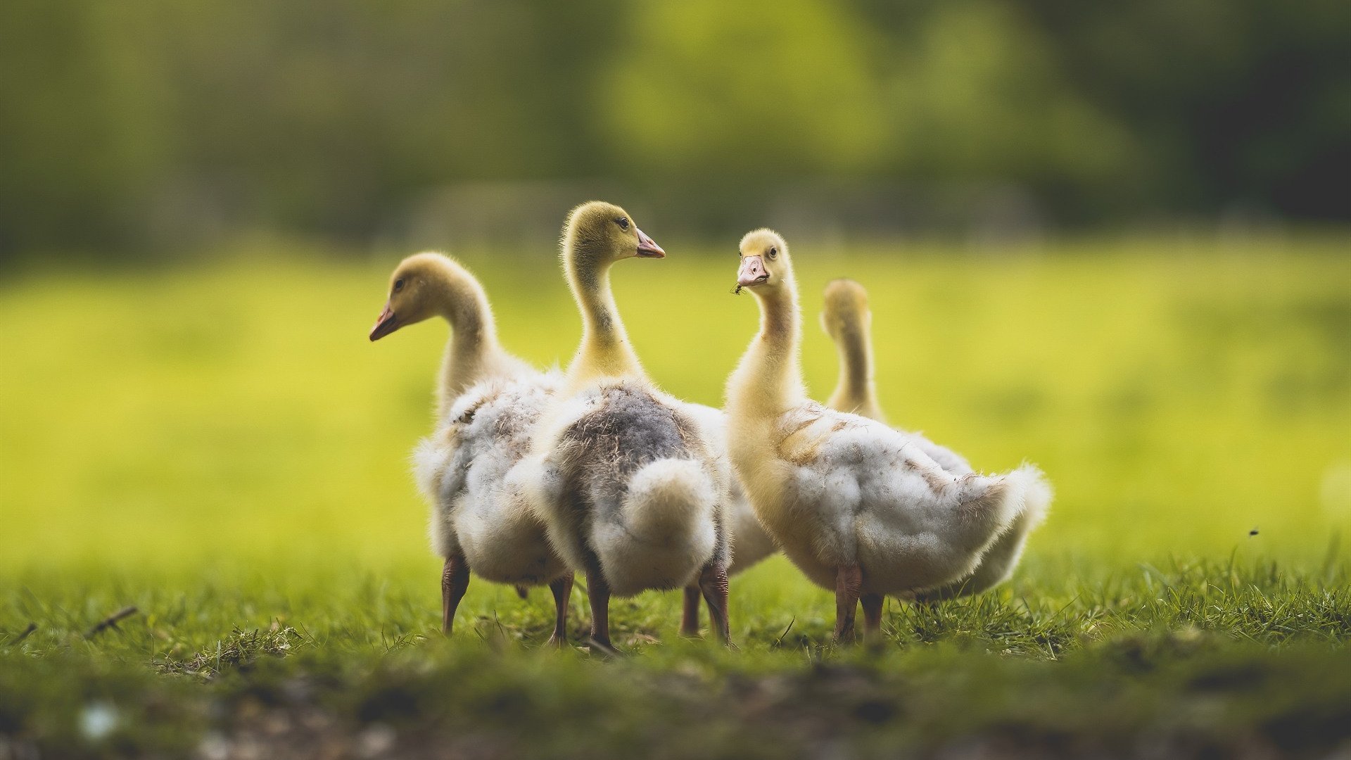 开云体育app官网-职业联赛球队转会体系混乱，足球联赛转会
