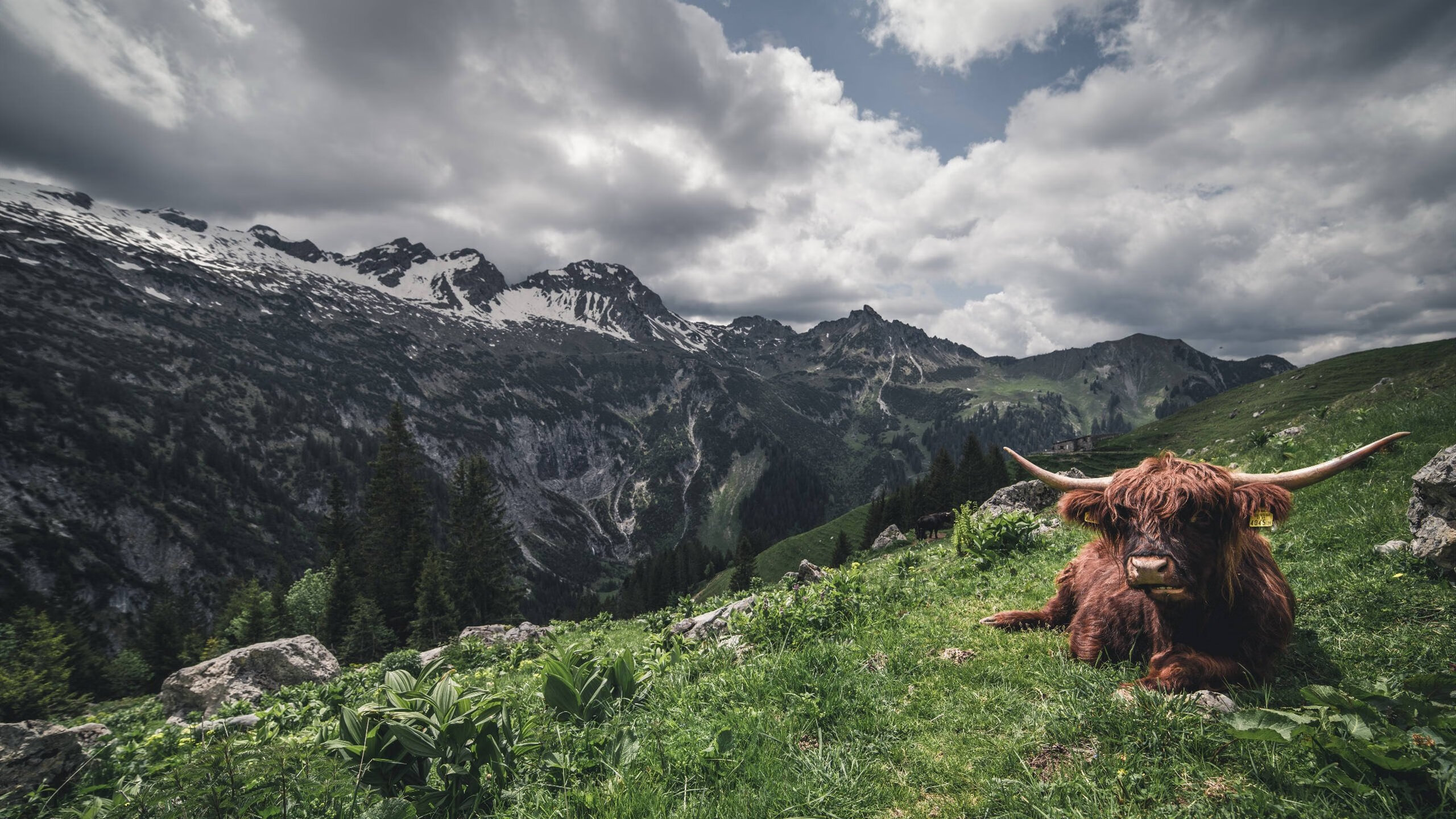 青年才俊不断涌现,博卡未来阵容可期,博卡青年vs竞技俱乐部预测