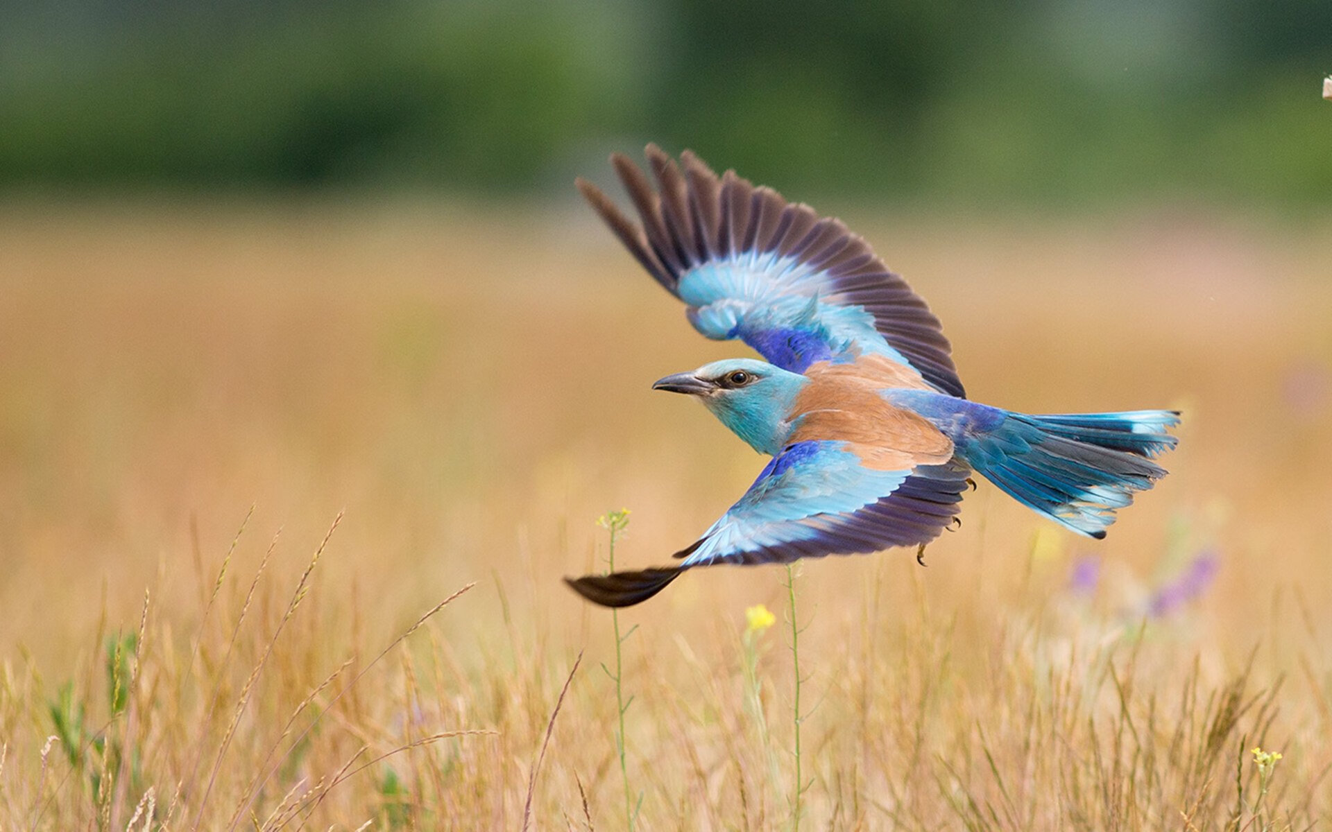“美洲狮队表现超群，成为橄榄球未来竞争者之一”