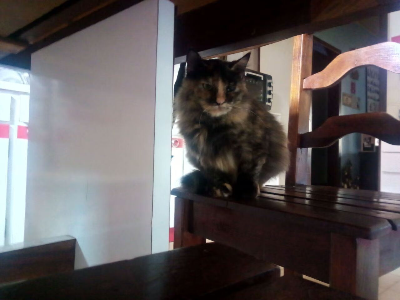 中国游泳协会公布全国青年选拔赛日程，中国游泳青年队