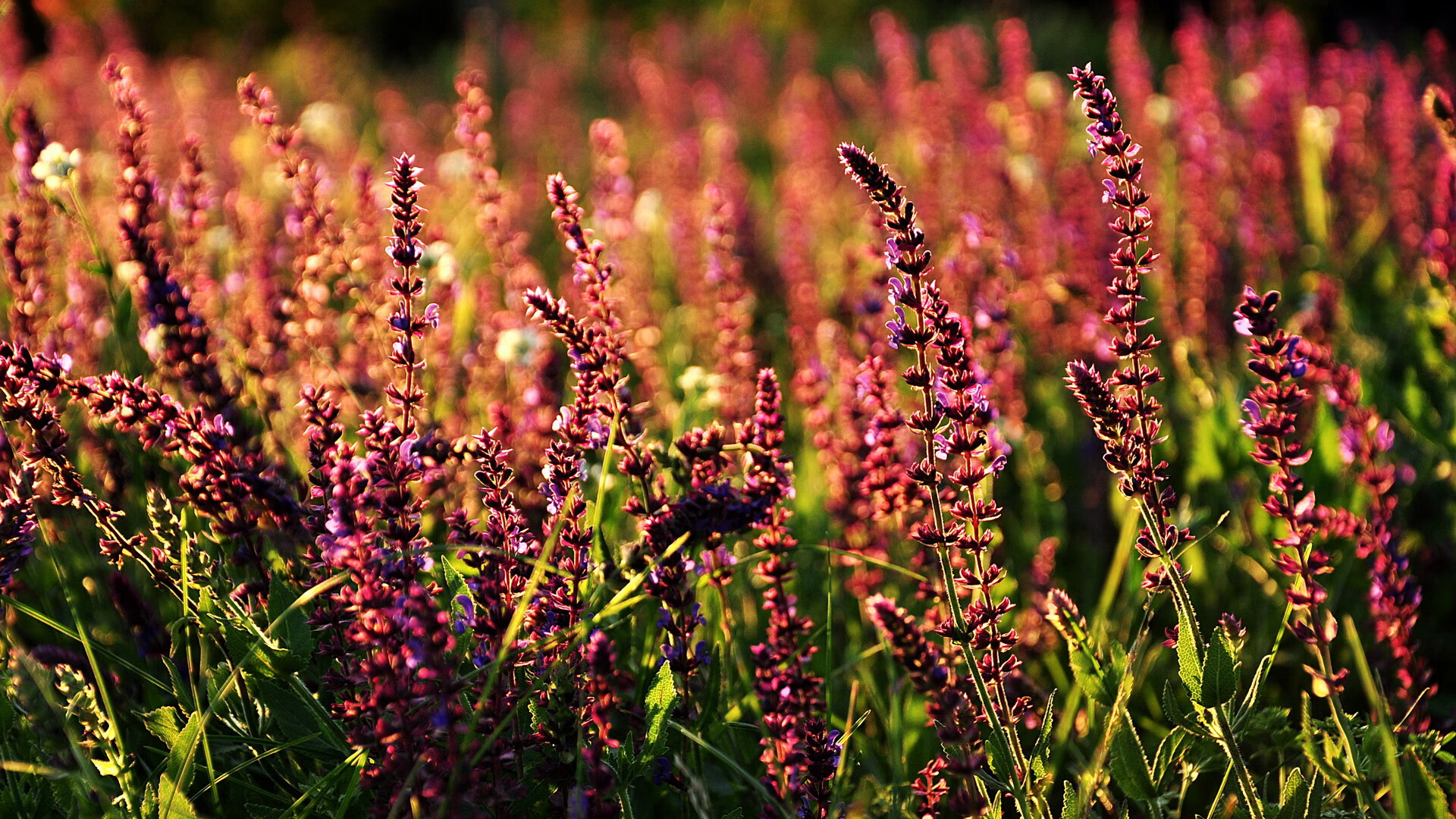 中立代表队B决赛全力以赴赢得掌声，比赛中立是什么意思