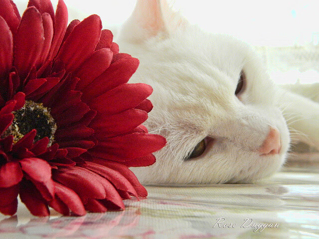 日本队在亚洲杯中表现出色，志在夺冠