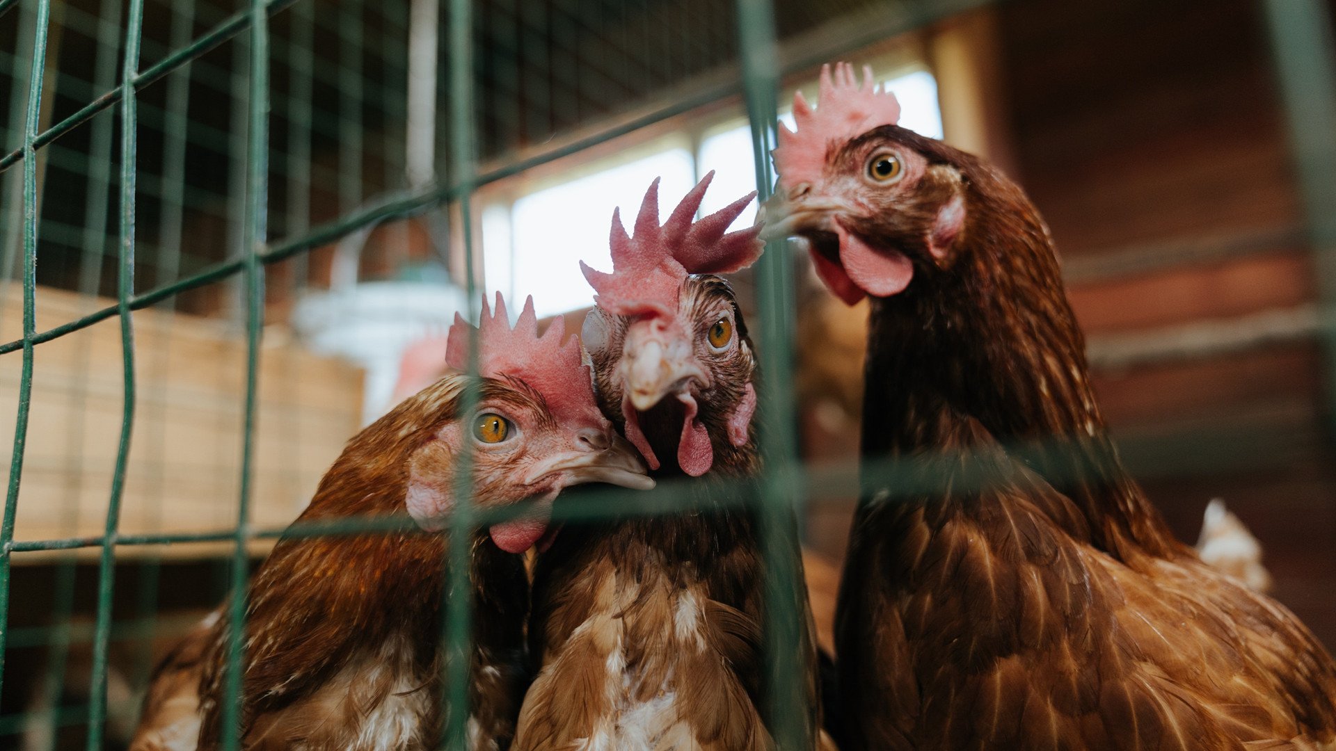 法甲新秀崭露锋芒:未来巨星闪耀首秀!,法甲十大新星